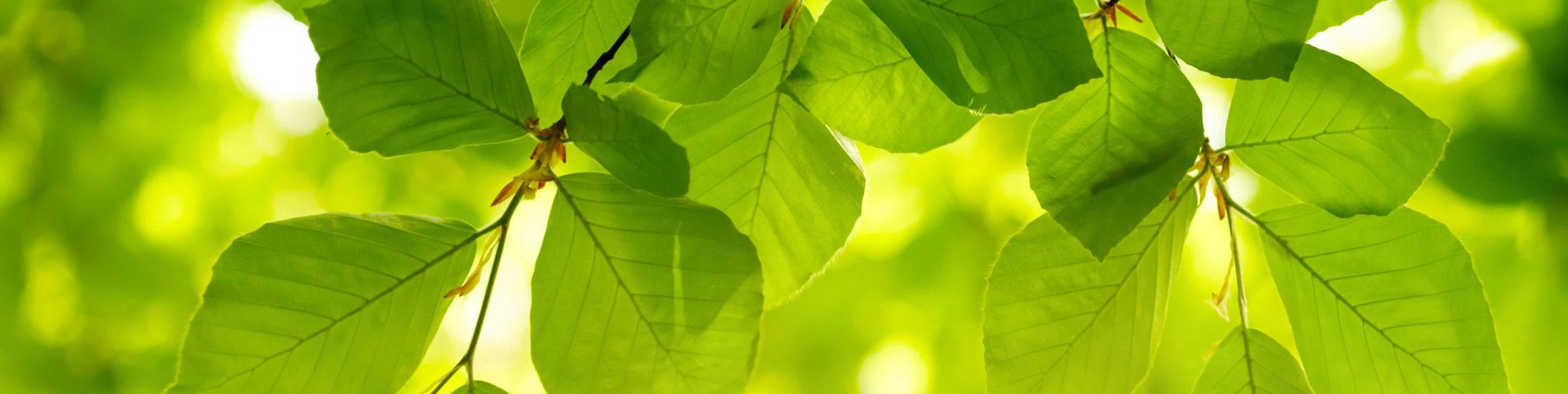 beech leaves on branch.jpg