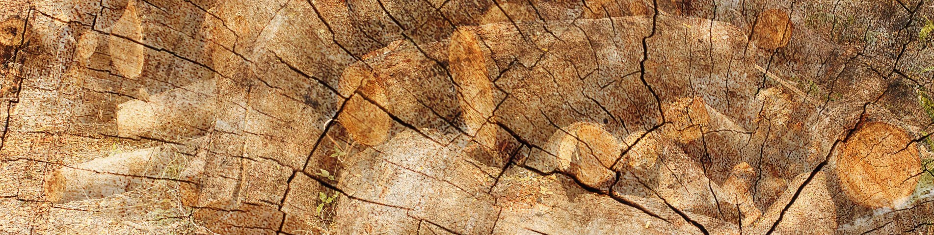 rings wood.jpg