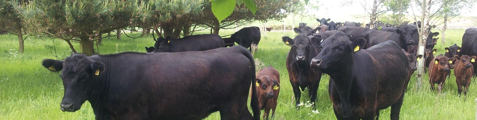 agroforestry_silvopasture(2).jpg
