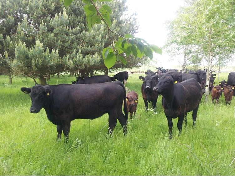 cows in a field