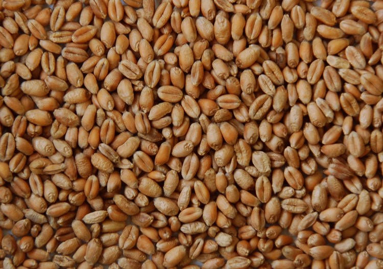 wheat grain