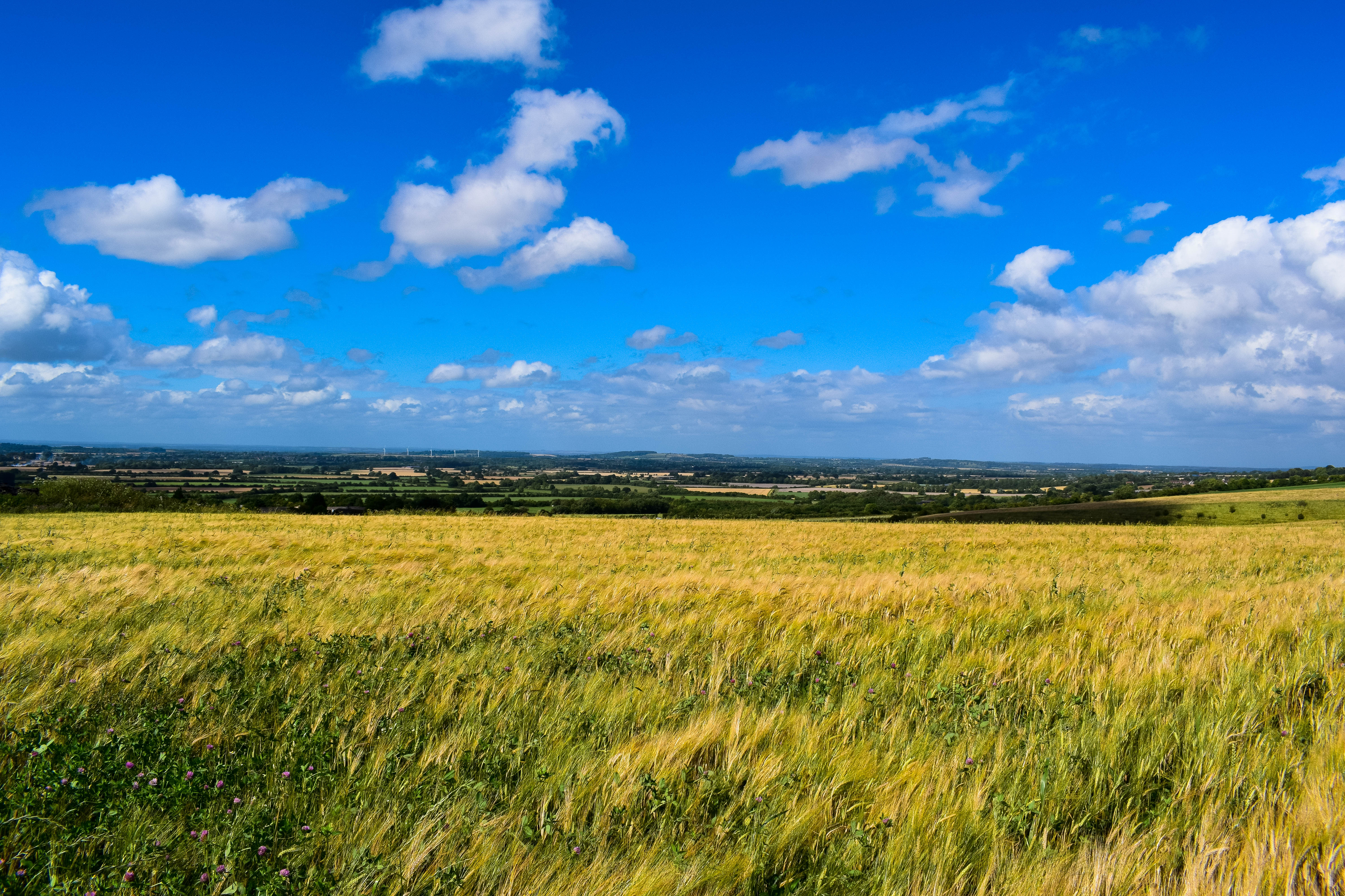 Three Questions With Farmer and Soil Association Chief Helen Browning