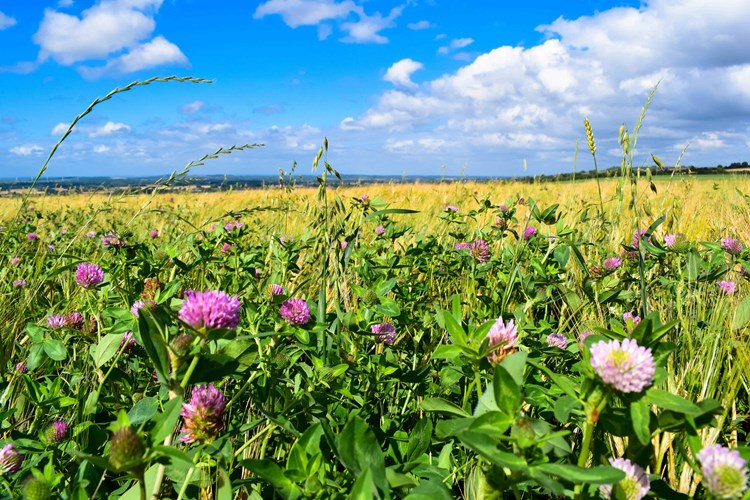 field
