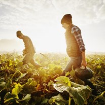 farm in sunlight