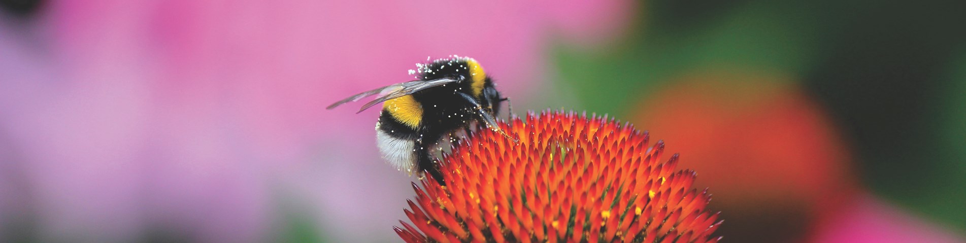 wild bee.jpeg