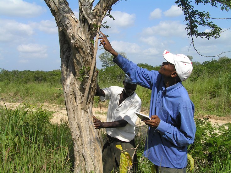Responsible management of mpingo trees, used to make musical instruments