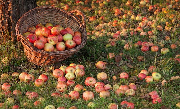 apple harvest