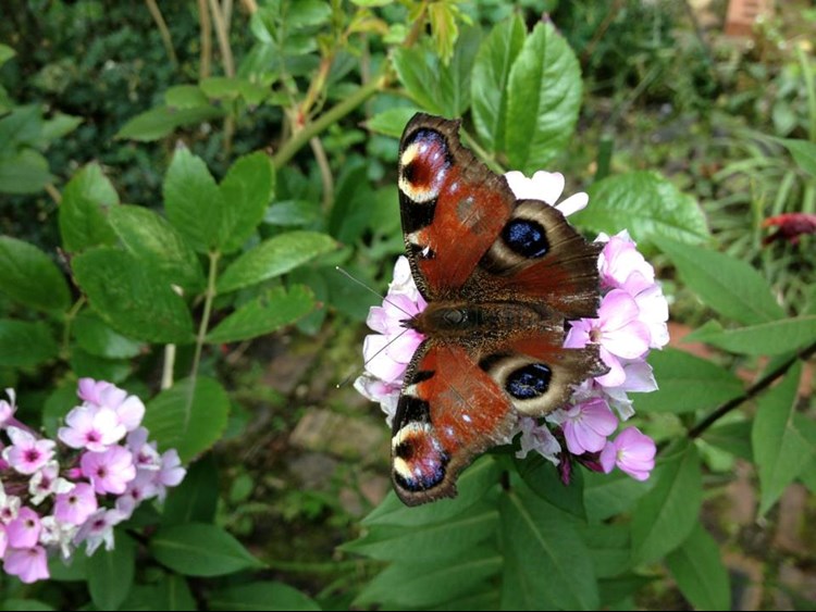 butterfly in garden