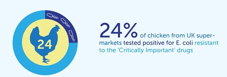 23% of chicken in UK Supermarkets Positive for E. Coli RESISTANT to the 