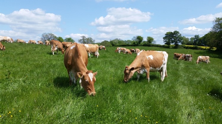 organic brown cow