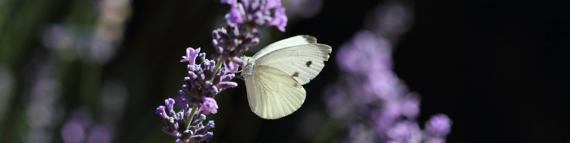 Butterfly on lavender.jpg