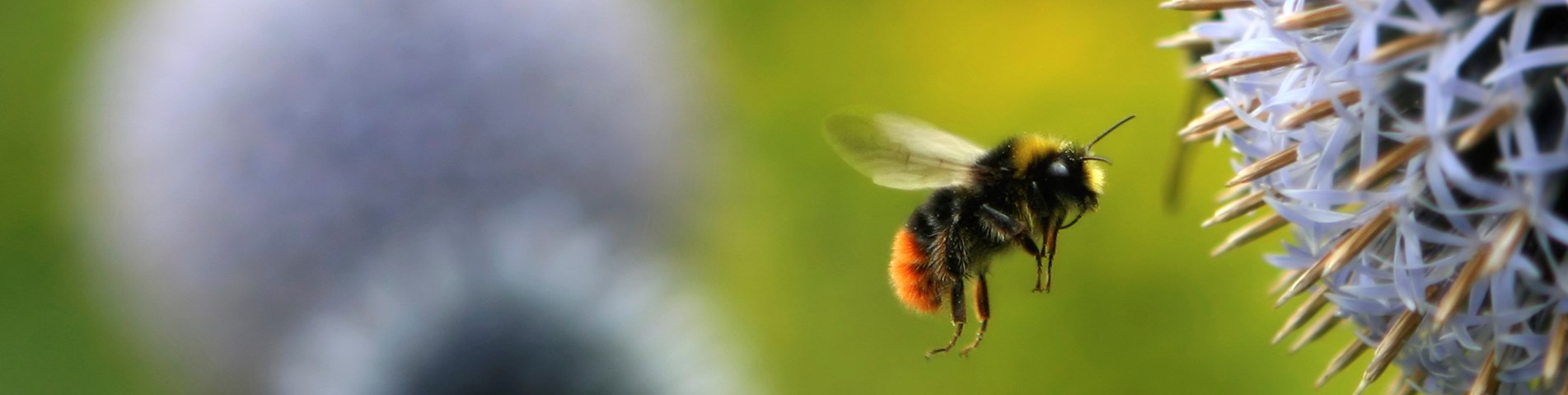 bee-flying-to-flower-iStock_000000745159_Medium.jpg