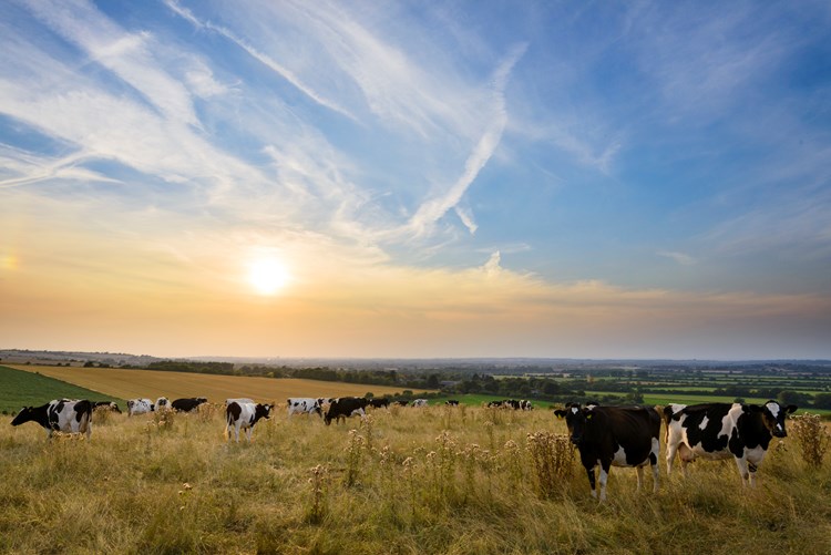 cows in a field with the sun in the background