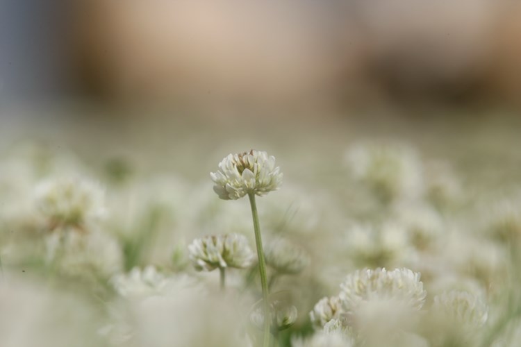 clover in ground