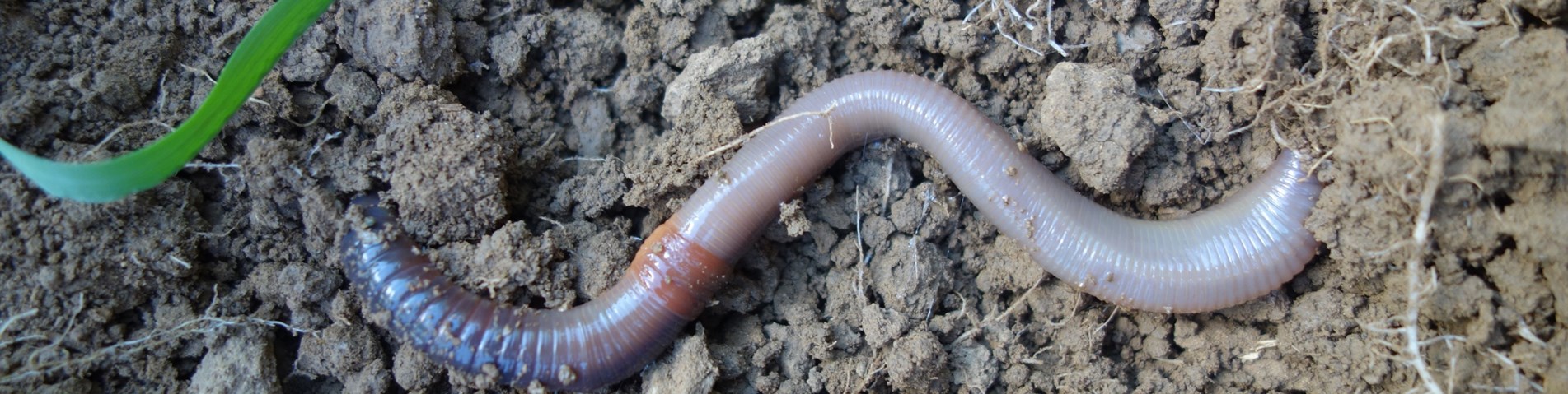 GS-worm.jpg