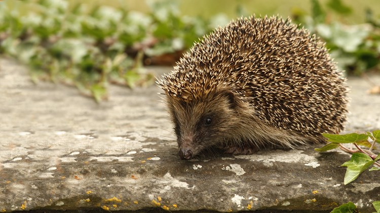 hedgehog