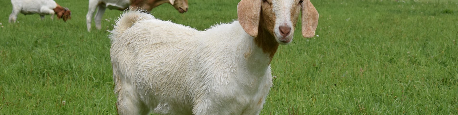 Goats at Bere Marsh Farm 2.jpg