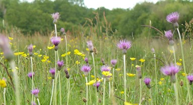 cirsium,hoses,orchids 005.JPG