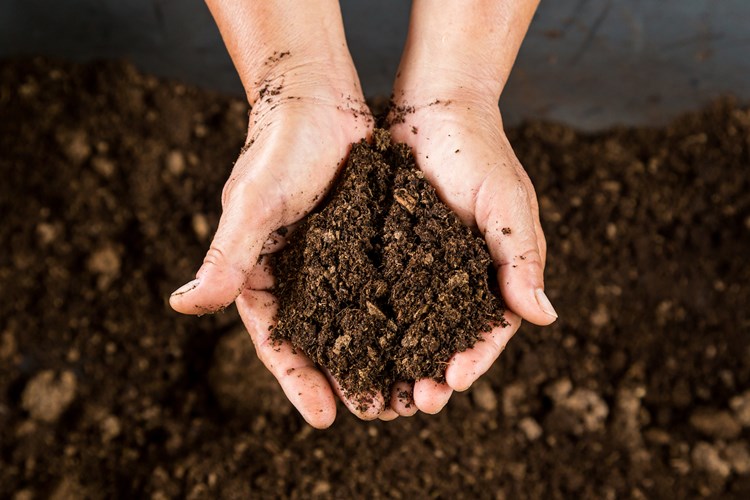 soil in hand