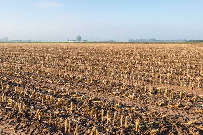 Maize stubble