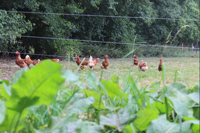 hens groundpecking