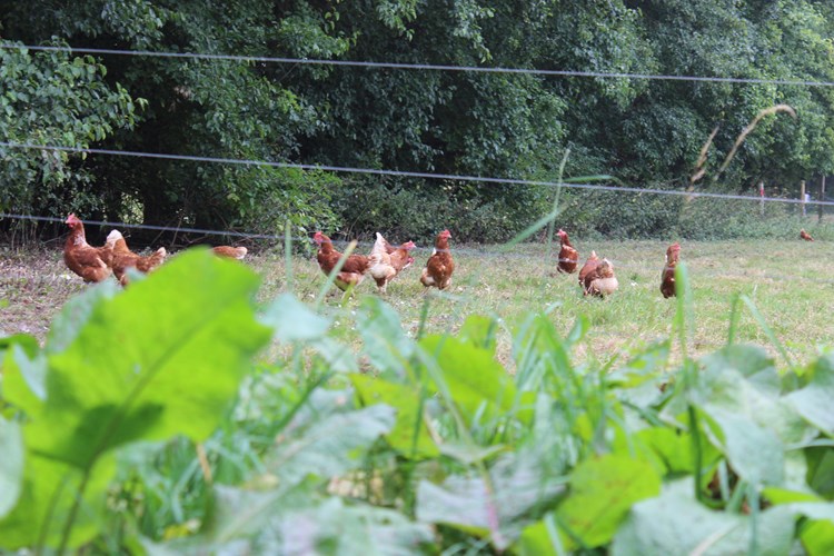 hens in a field