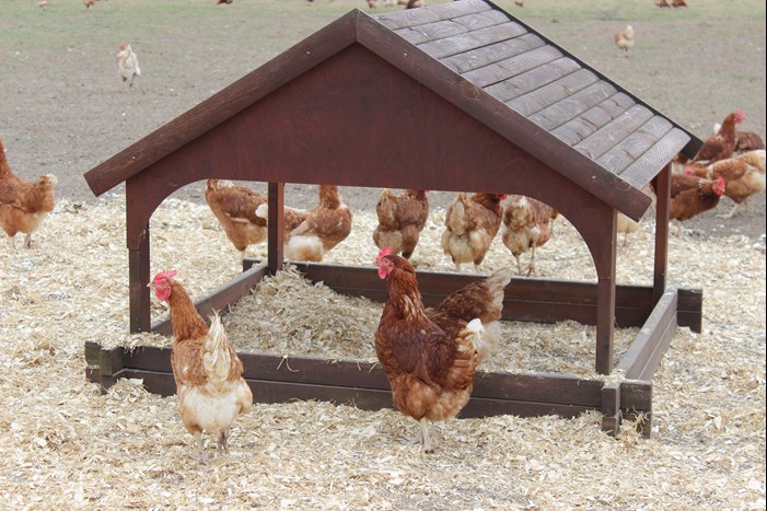 hens dustbathing