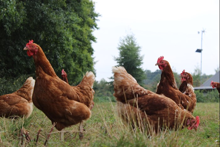 hens outdoors