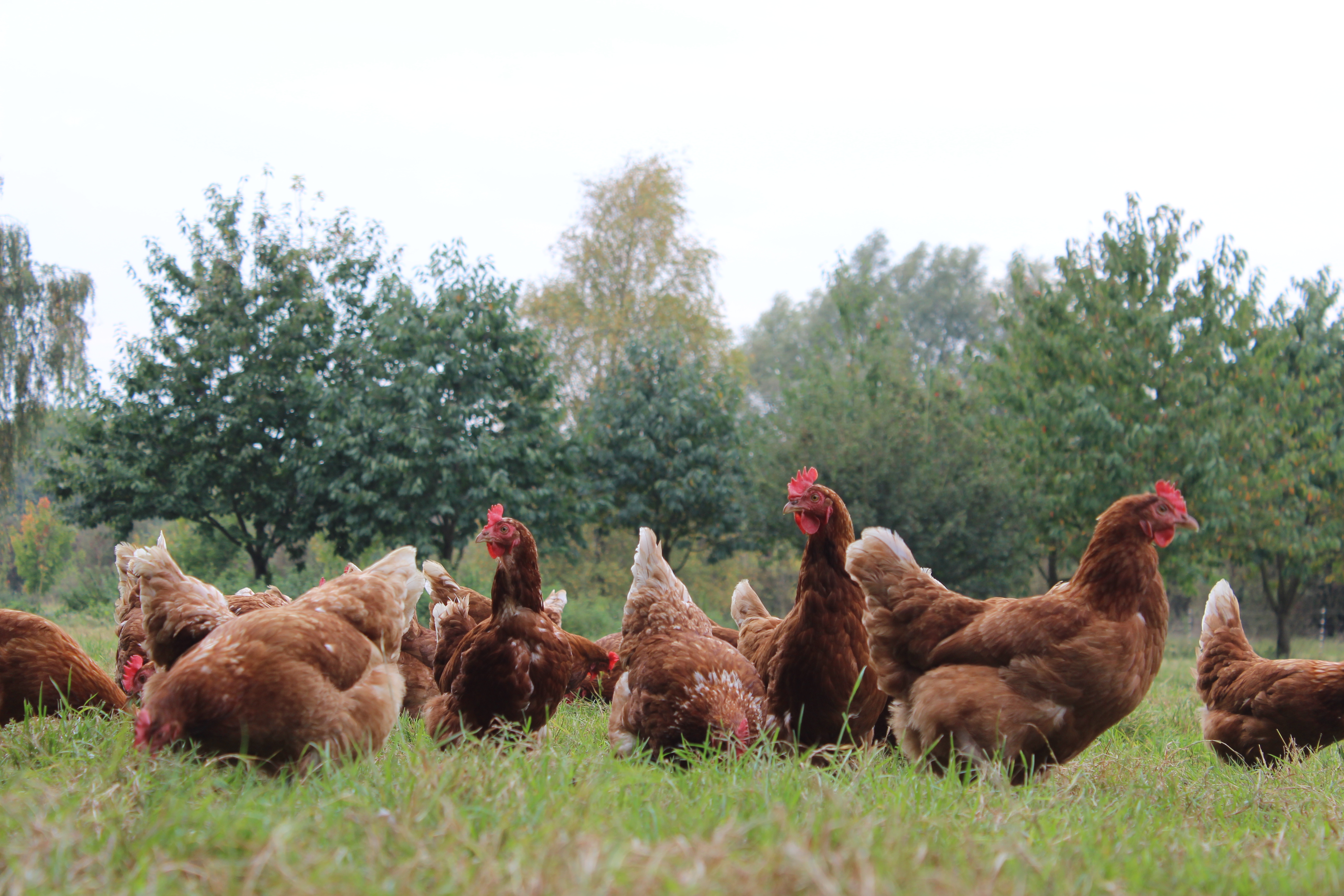 The Life Of An Organic Hen: Celebrating World Egg Day