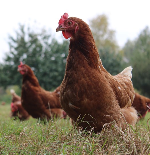 hen