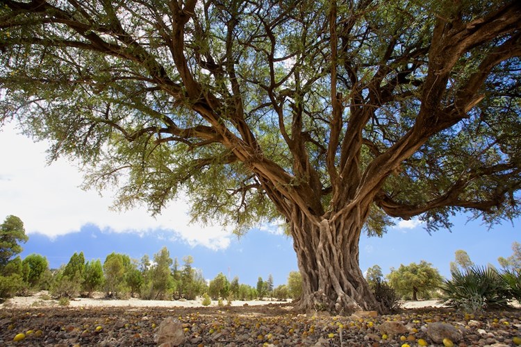 tree in a field