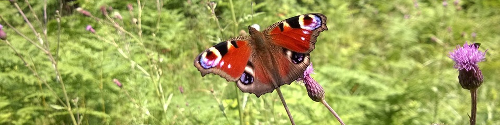 butterflies-918159_960_720.jpg