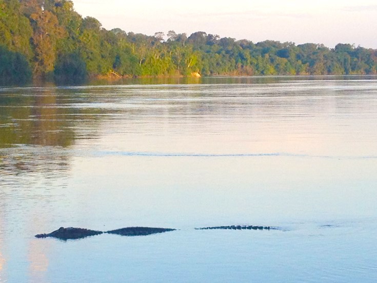 Resident caiman, Iwokrama Forest