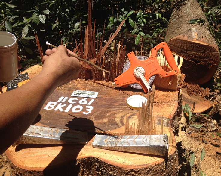 Responsible felling, Iwokrama Forest