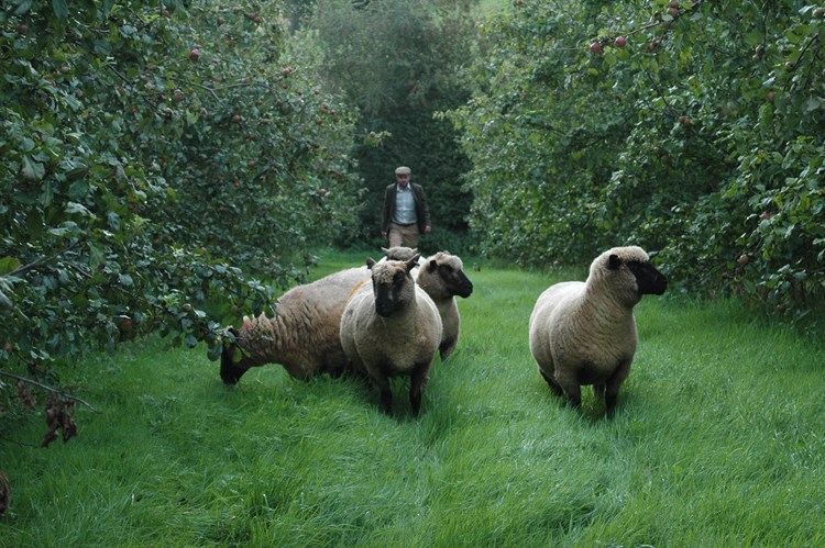 Sheep in agroforestry system