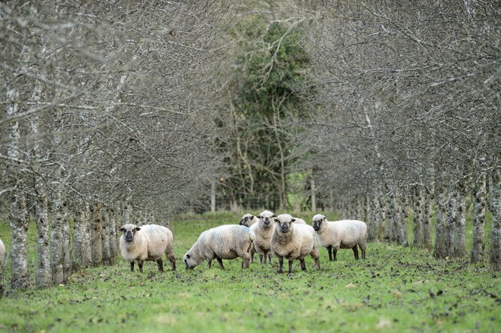 sheep in orchard at broome farm