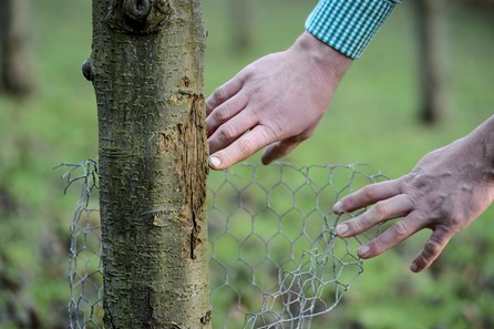 looking at effect of sheep on trees
