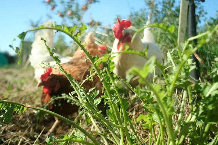 hens enjoying being outside