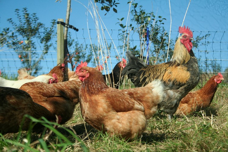 chickens outside