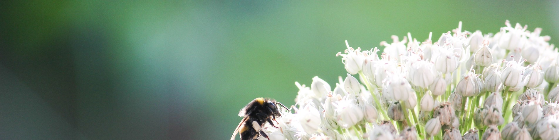 bee and round budded flower.jpg