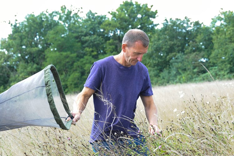 analysing pesticides on wildflowers