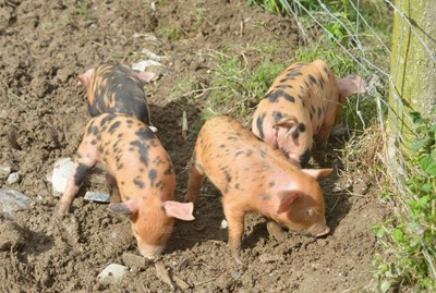 Autumn and Winter 2021/2 Application of Manures and Slurry