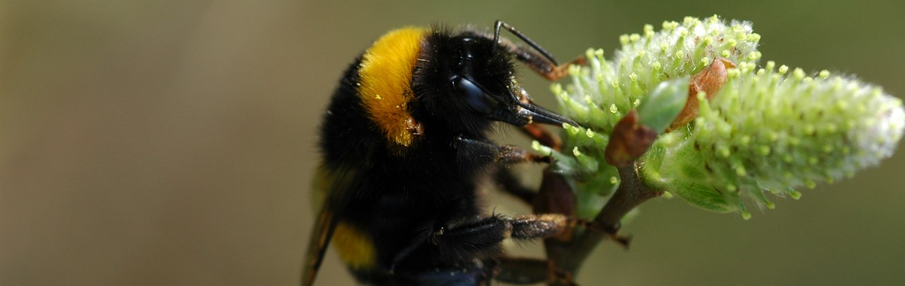 10 Facts About Bees