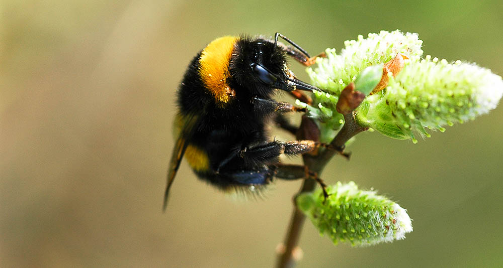 Widespread crash in UK pollinators