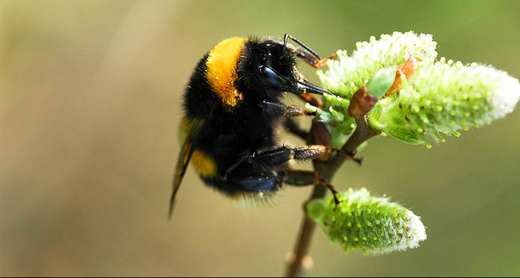 Queen Bee