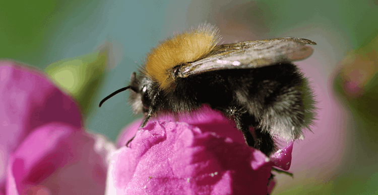 bee on a flower