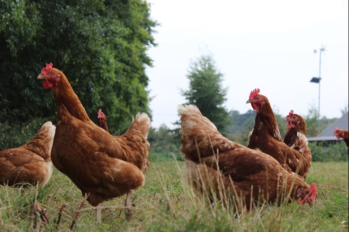 chickens in a field