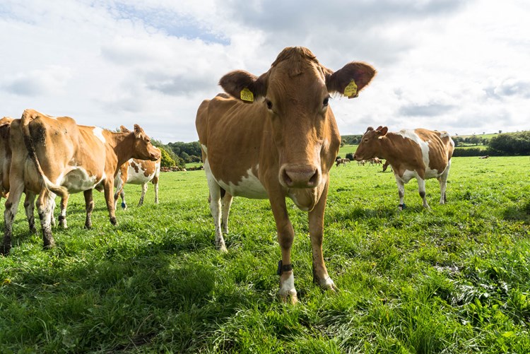 Berkeley farm dairy cow