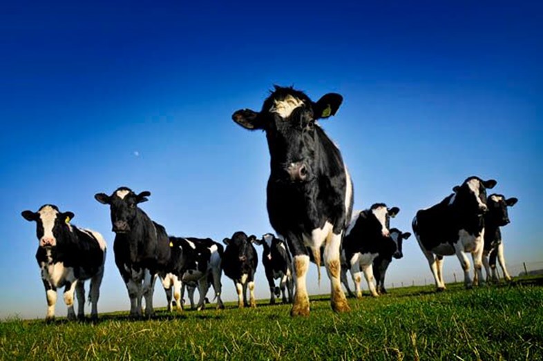 organic cows better for animals soil association