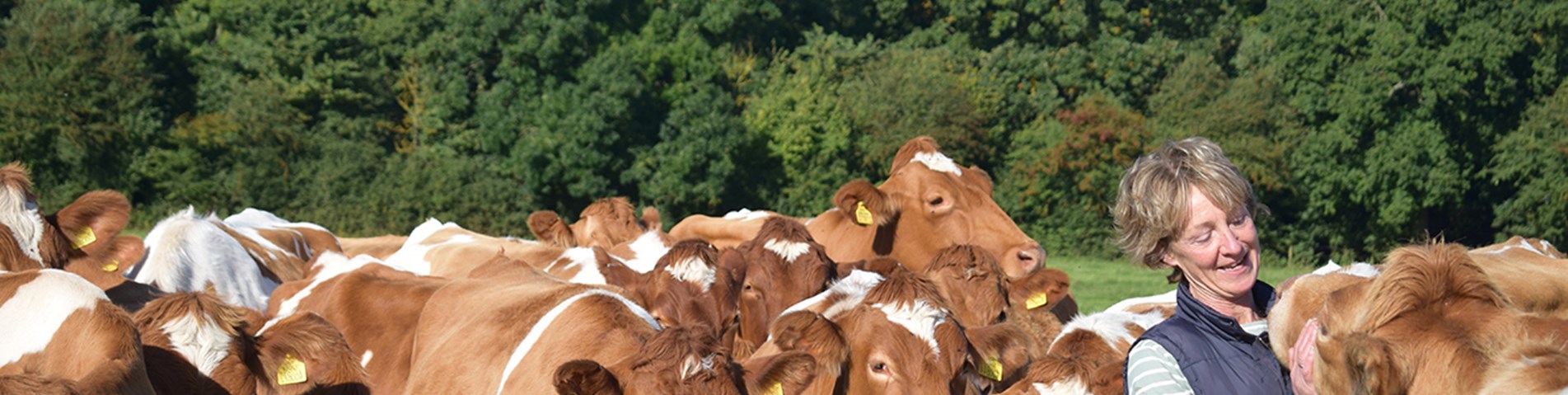 Animal Welfare HP banner.jpg